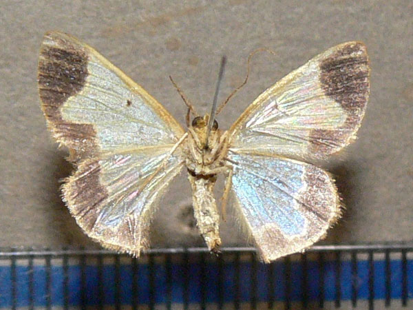 /filer/webapps/moths/media/images/L/lepta_Zamarada_A_Goff_02.jpg