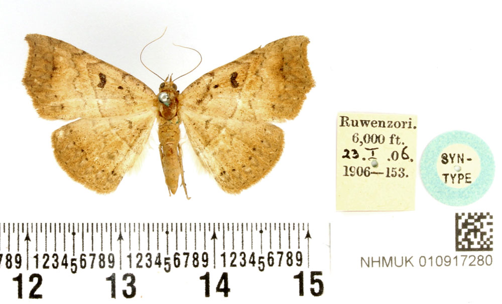 /filer/webapps/moths/media/images/L/lepticyma_Pleurona_PTF_BMNH.jpg