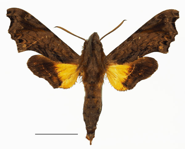 /filer/webapps/moths/media/images/L/leptis_Temnora_AM_Basquin_01a.jpg