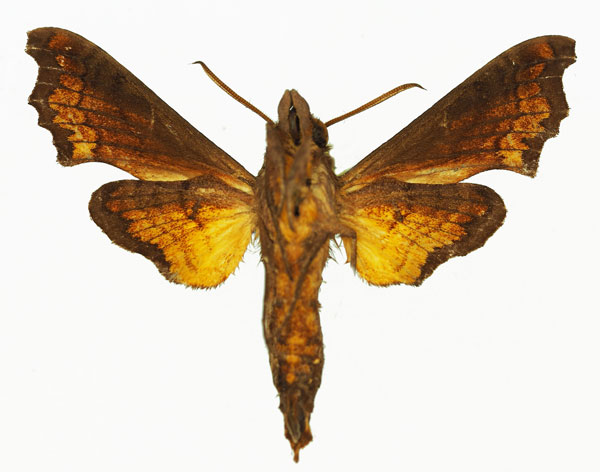 /filer/webapps/moths/media/images/L/leptis_Temnora_AM_Basquin_01b.jpg