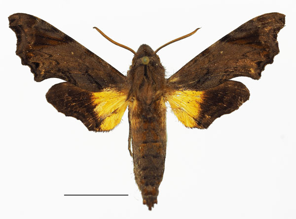 /filer/webapps/moths/media/images/L/leptis_Temnora_AM_Basquin_02a.jpg