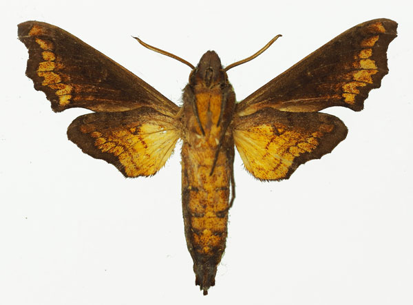 /filer/webapps/moths/media/images/L/leptis_Temnora_AM_Basquin_02b.jpg