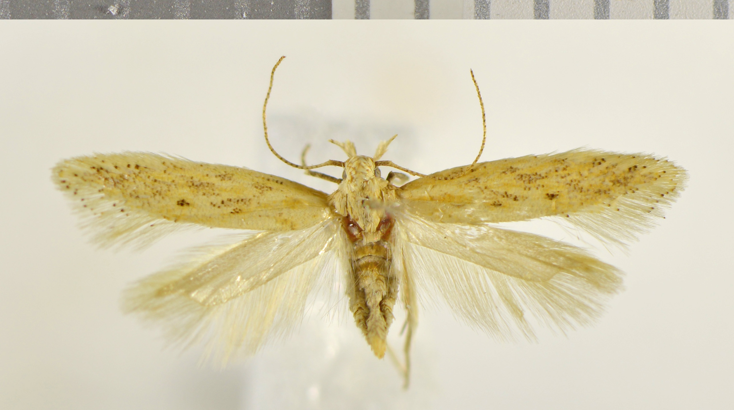 /filer/webapps/moths/media/images/L/leptocentra_Ephysteris_AF_NHMO.jpg
