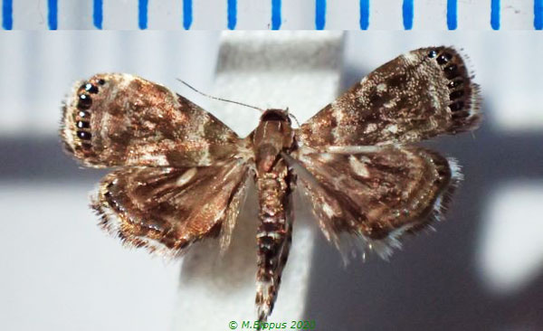 /filer/webapps/moths/media/images/L/leptocosma_Brenthia_AM_Bippusa.jpg