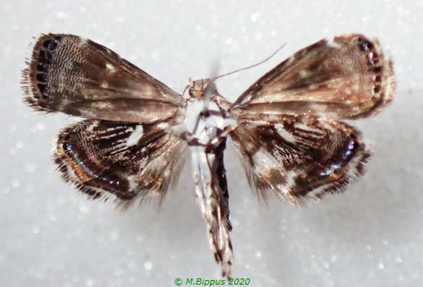 /filer/webapps/moths/media/images/L/leptocosma_Brenthia_AM_Bippusb.jpg