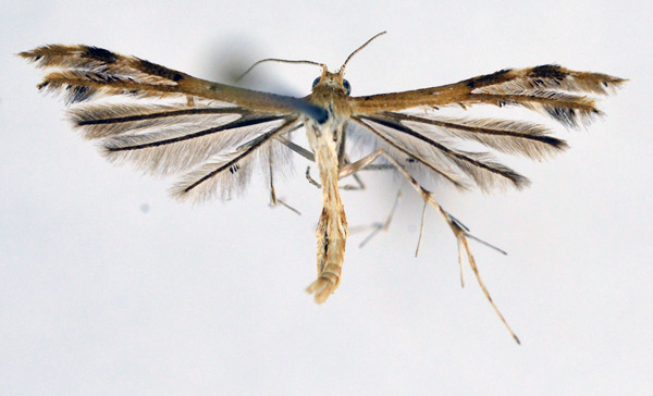 /filer/webapps/moths/media/images/L/leptomeres_Megalorhipida_A_NHMO_01.jpg
