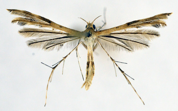 /filer/webapps/moths/media/images/L/leptomeres_Megalorhipida_A_NHMO_02.jpg
