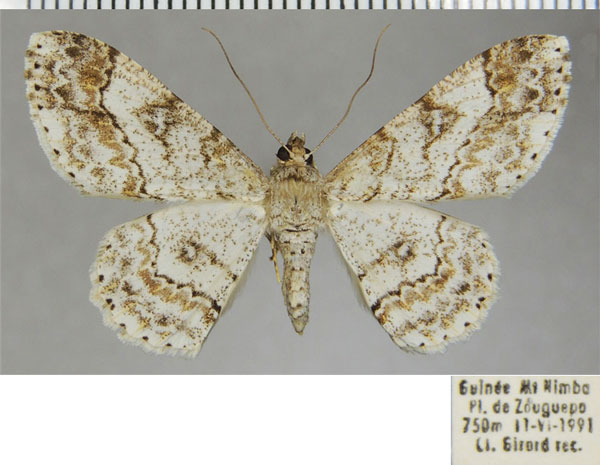 /filer/webapps/moths/media/images/L/leptopasta_Cleora_AF_ZSM.jpg