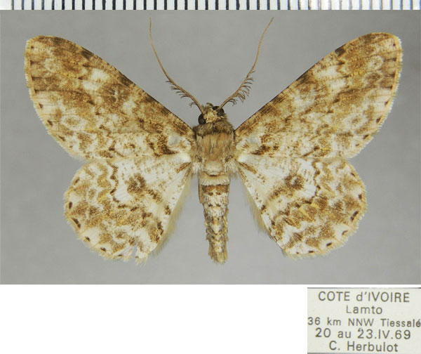 /filer/webapps/moths/media/images/L/leptopasta_Cleora_AM_ZSMa.jpg