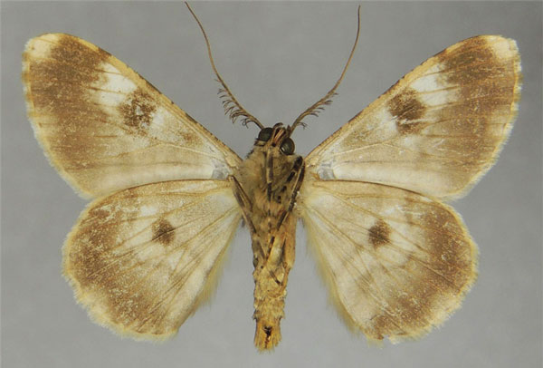 /filer/webapps/moths/media/images/L/leptopasta_Cleora_AM_ZSMb.jpg
