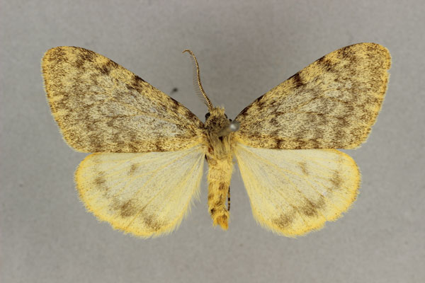 /filer/webapps/moths/media/images/L/leptopepla_Cymaroa_ST_BMNH.jpg