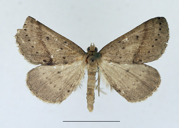 /filer/webapps/moths/media/images/L/leptophyes_Pareclipsis_AF_TMSA.jpg