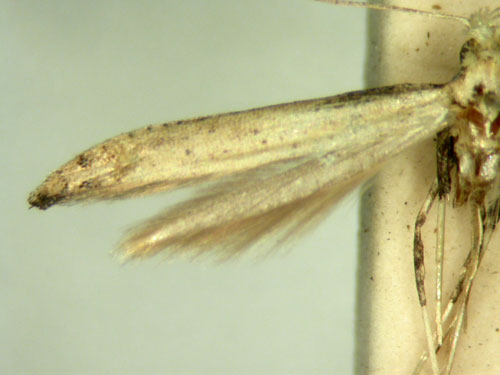 /filer/webapps/moths/media/images/L/leptospila_Caloptilia_HT_TMSA565.jpg