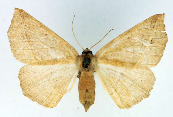 /filer/webapps/moths/media/images/L/leptosyne_Psilocerea_AF_TMSA.jpg