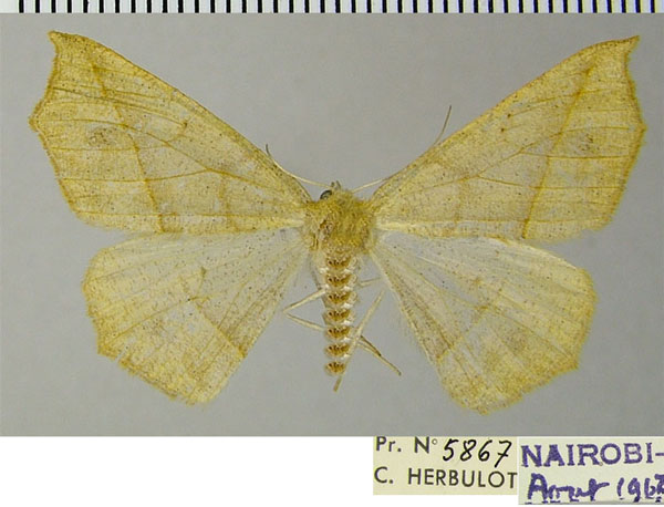 /filer/webapps/moths/media/images/L/leptosyne_Psilocerea_AF_ZSM.jpg