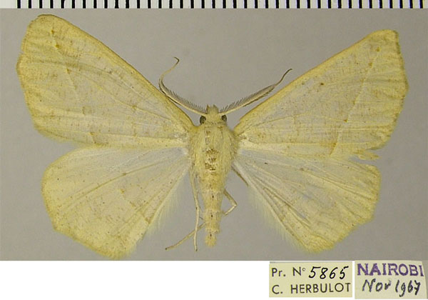/filer/webapps/moths/media/images/L/leptosyne_Psilocerea_AM_ZSMa.jpg