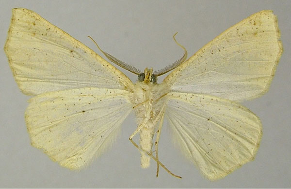 /filer/webapps/moths/media/images/L/leptosyne_Psilocerea_AM_ZSMb.jpg