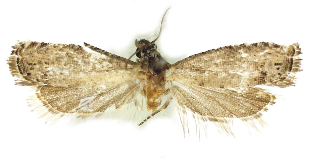 /filer/webapps/moths/media/images/L/leptota_Selania_HT_Bassi.jpg