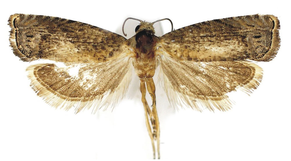 /filer/webapps/moths/media/images/L/leptota_Selania_PTF_Bassi.jpg