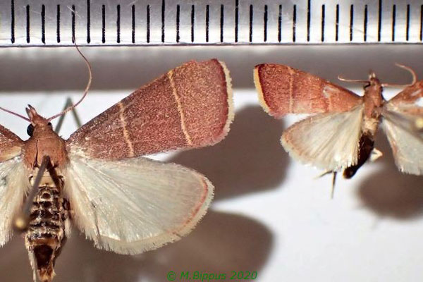 /filer/webapps/moths/media/images/L/lequettealis_Parachma_A_Bippus.jpg