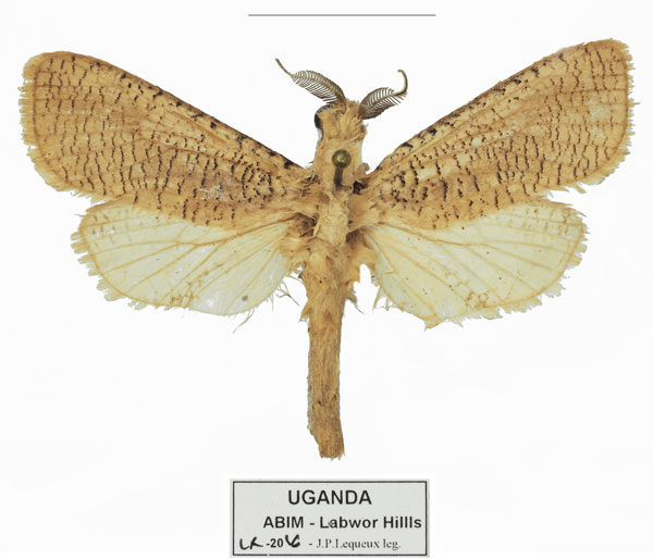 /filer/webapps/moths/media/images/L/lequeuxi_Azygophleps_HT_Basquin.jpg