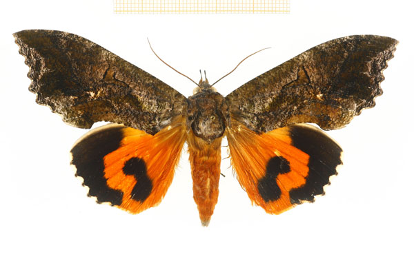 /filer/webapps/moths/media/images/L/lequeuxi_Eudocima_AF_RMCA.jpg