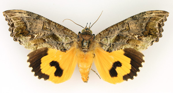 /filer/webapps/moths/media/images/L/lequeuxi_Eudocima_AF_TMSA_02.jpg