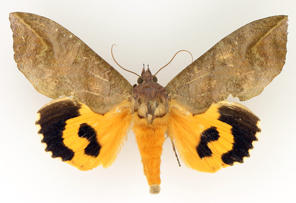 /filer/webapps/moths/media/images/L/lequeuxi_Eudocima_AM_TMSA_01.jpg