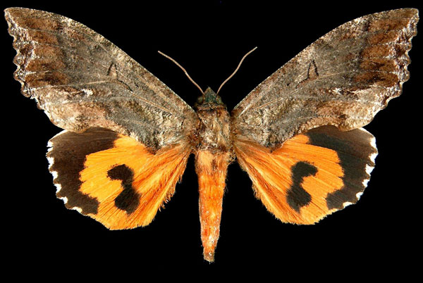 /filer/webapps/moths/media/images/L/lequeuxi_Eudocima_AT_Brou.jpg