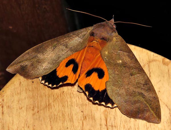 /filer/webapps/moths/media/images/L/lequeuxi_Eudocima_A_Braun_09.jpg