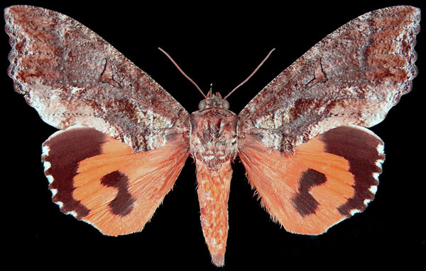 /filer/webapps/moths/media/images/L/lequeuxi_Eudocima_PT_Brou.jpg