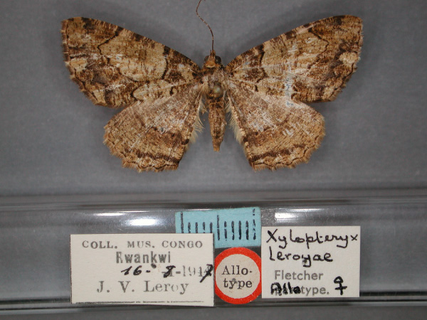 /filer/webapps/moths/media/images/L/leroyae_Xylopteryx_AT_RMCA_01.jpg