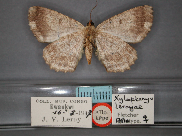 /filer/webapps/moths/media/images/L/leroyae_Xylopteryx_AT_RMCA_02.jpg