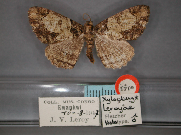 /filer/webapps/moths/media/images/L/leroyae_Xylopteryx_HT_RMCA_01.jpg