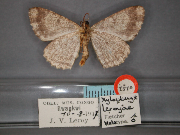 /filer/webapps/moths/media/images/L/leroyae_Xylopteryx_HT_RMCA_02.jpg