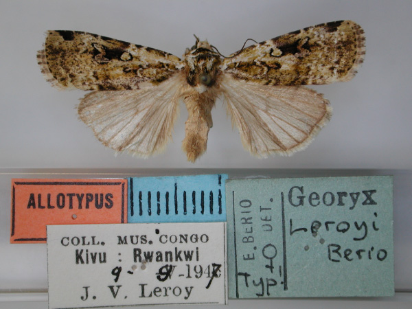 /filer/webapps/moths/media/images/L/leroyi_Mentaxya_AT_RMCA.jpg