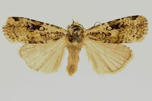 /filer/webapps/moths/media/images/L/leroyi_Mentaxya_AT_RMCA_02.jpg