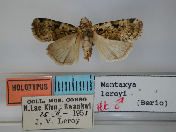 /filer/webapps/moths/media/images/L/leroyi_Mentaxya_HT_RMCA.jpg