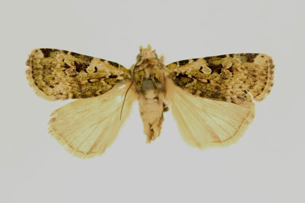/filer/webapps/moths/media/images/L/leroyi_Mentaxya_HT_RMCA_02.jpg