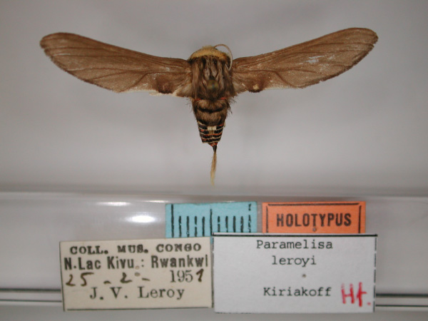 /filer/webapps/moths/media/images/L/leroyi_Paramelisa_HT_RMCA_01.jpg