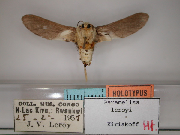 /filer/webapps/moths/media/images/L/leroyi_Paramelisa_HT_RMCA_02.jpg