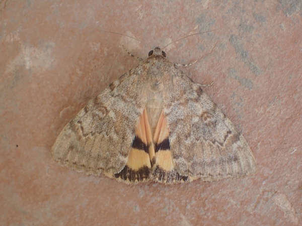 /filer/webapps/moths/media/images/L/lesbia_Catocala_A.jpg