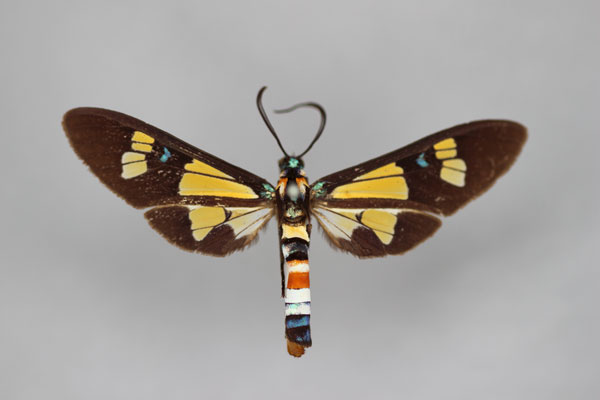 /filer/webapps/moths/media/images/L/lethe_Euchromia_A_BMNH.jpg