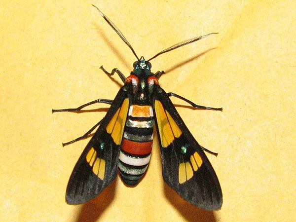 /filer/webapps/moths/media/images/L/lethe_Euchromia_A_Goff.jpg