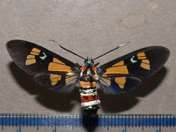 /filer/webapps/moths/media/images/L/lethe_Euchromia_A_Goff_02.jpg