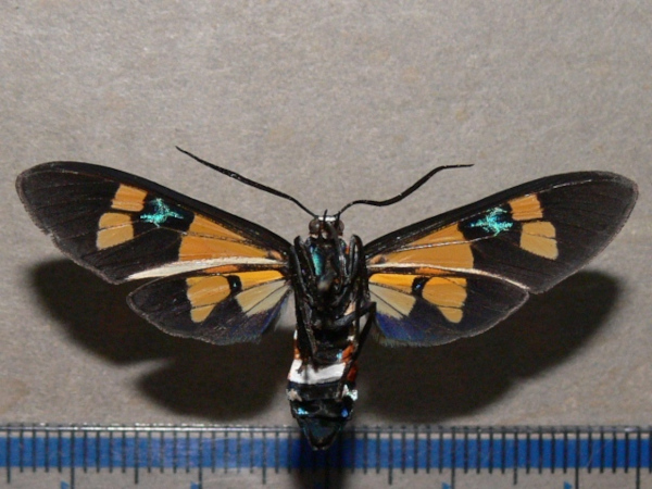 /filer/webapps/moths/media/images/L/lethe_Euchromia_A_Goffb_01.jpg