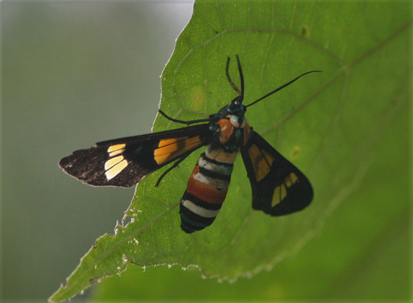 /filer/webapps/moths/media/images/L/lethe_Euchromia_A_Jorpeland.jpg