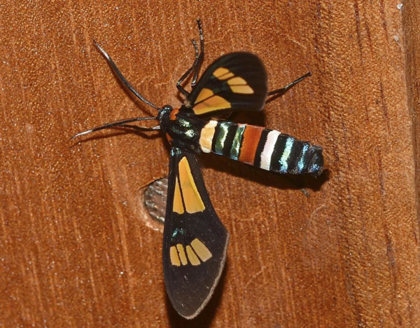 /filer/webapps/moths/media/images/L/lethe_Euchromia_A_Klimsa.jpg