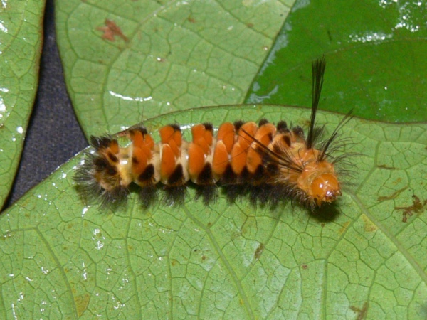 /filer/webapps/moths/media/images/L/lethe_Euchromia_C_Goff_02.jpg