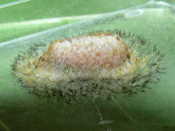 /filer/webapps/moths/media/images/L/lethe_Euchromia_P_Goff_03.jpg